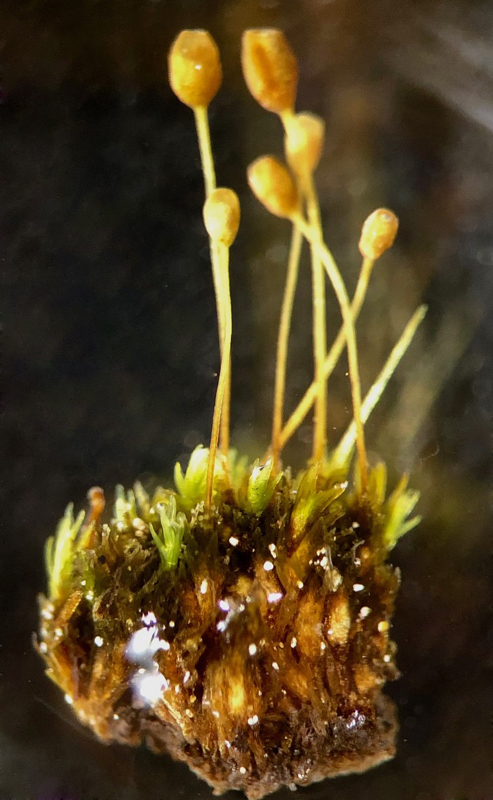 Seligeria diversifolia